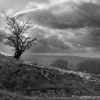 Storm Tree.jpg. Keywords: Andy Morley;